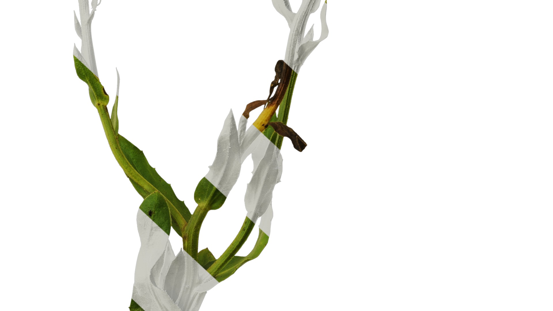 Anydrafts Rudbeckia hirta sahara Atlas 01 Texture_6