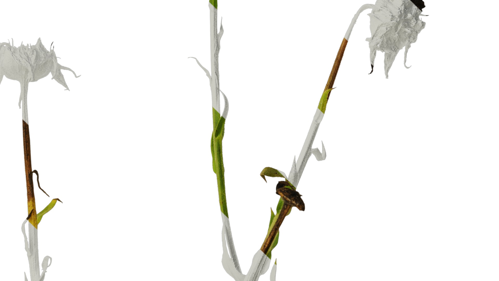 Anydrafts Rudbeckia hirta sahara Atlas 01 Texture_4