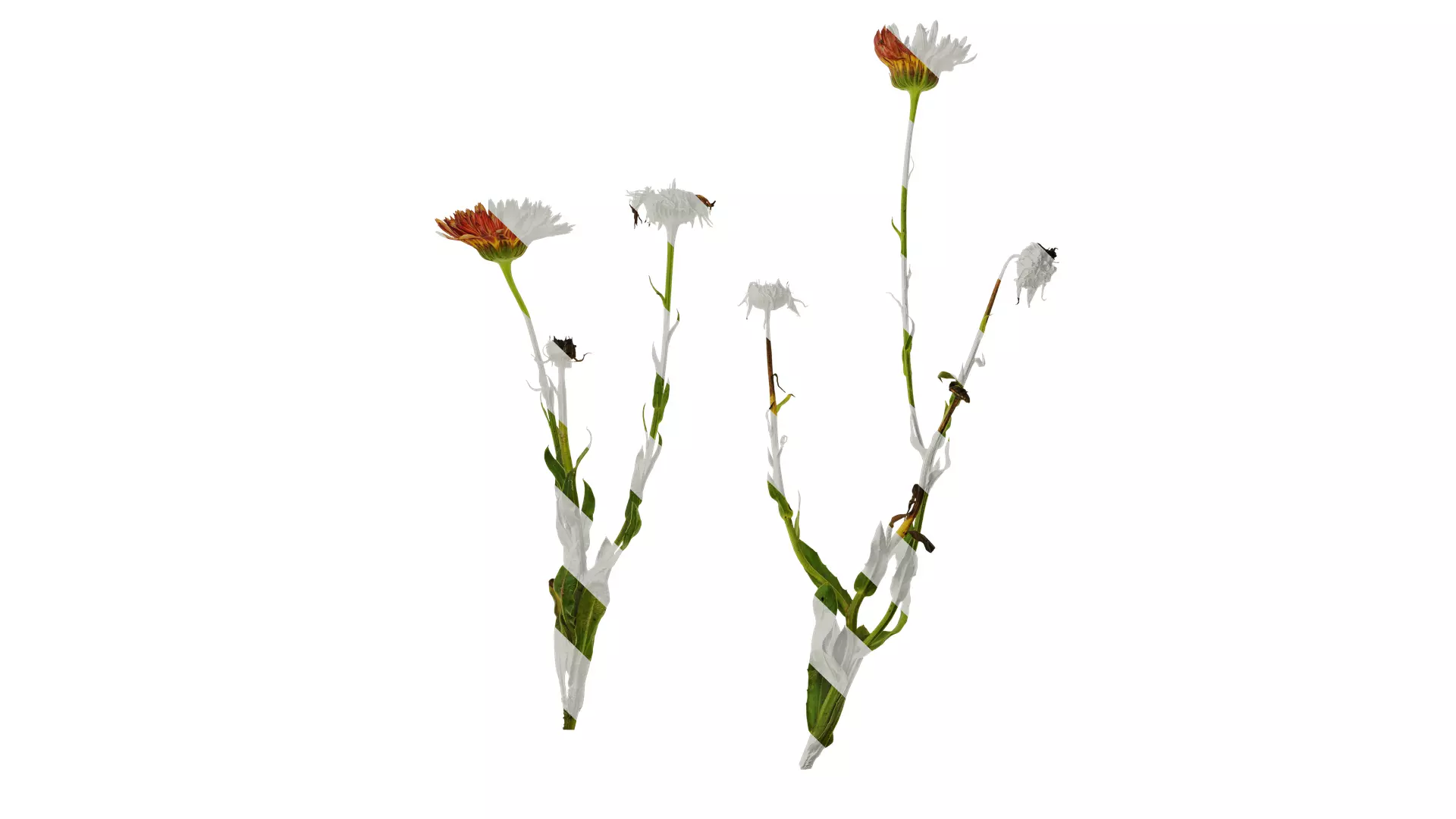 Anydrafts Rudbeckia hirta sahara Atlas 01 Texture_0