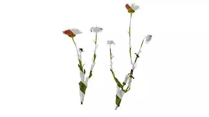 Anydrafts Rudbeckia hirta sahara Atlas 01 Texture Anydrafts Rudbeckia hirta sahara Atlas 01 Texture