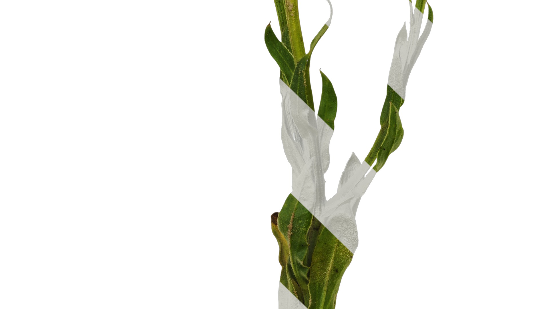 Anydrafts Rudbeckia hirta sahara Atlas 01 Texture_5