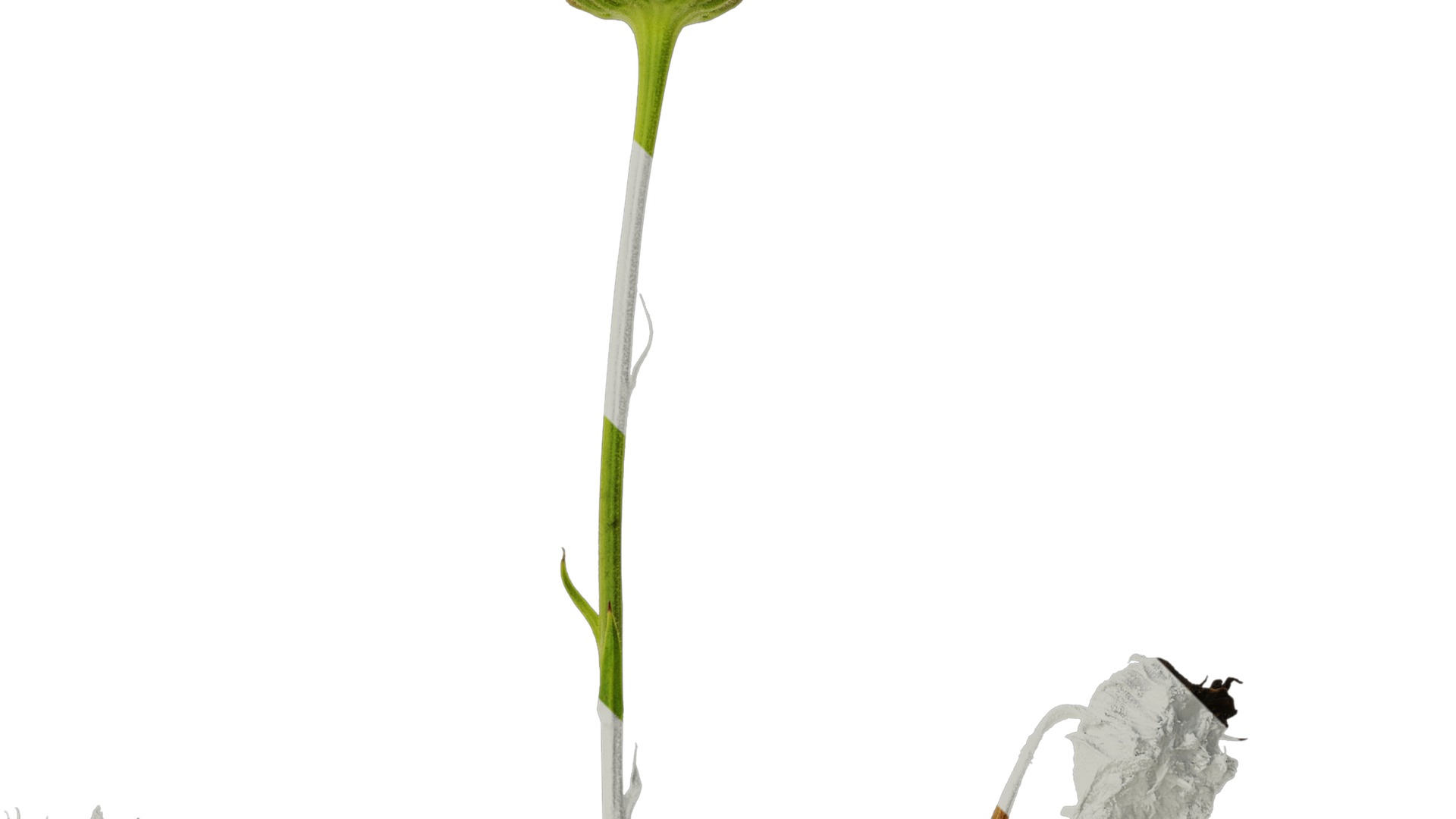 Anydrafts Rudbeckia hirta sahara Atlas 01 Texture_2