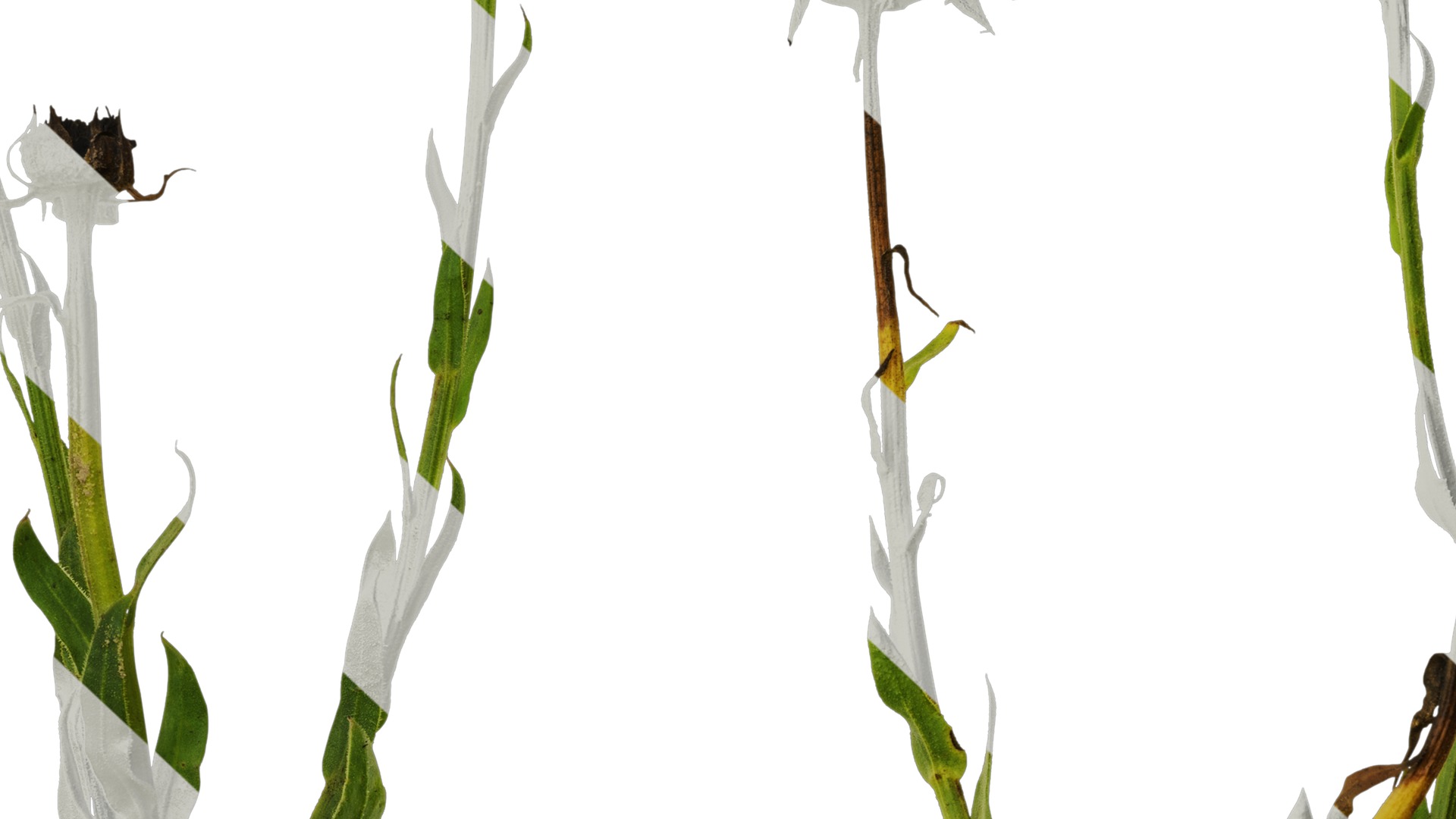 Anydrafts Rudbeckia hirta sahara Atlas 01 Texture_7