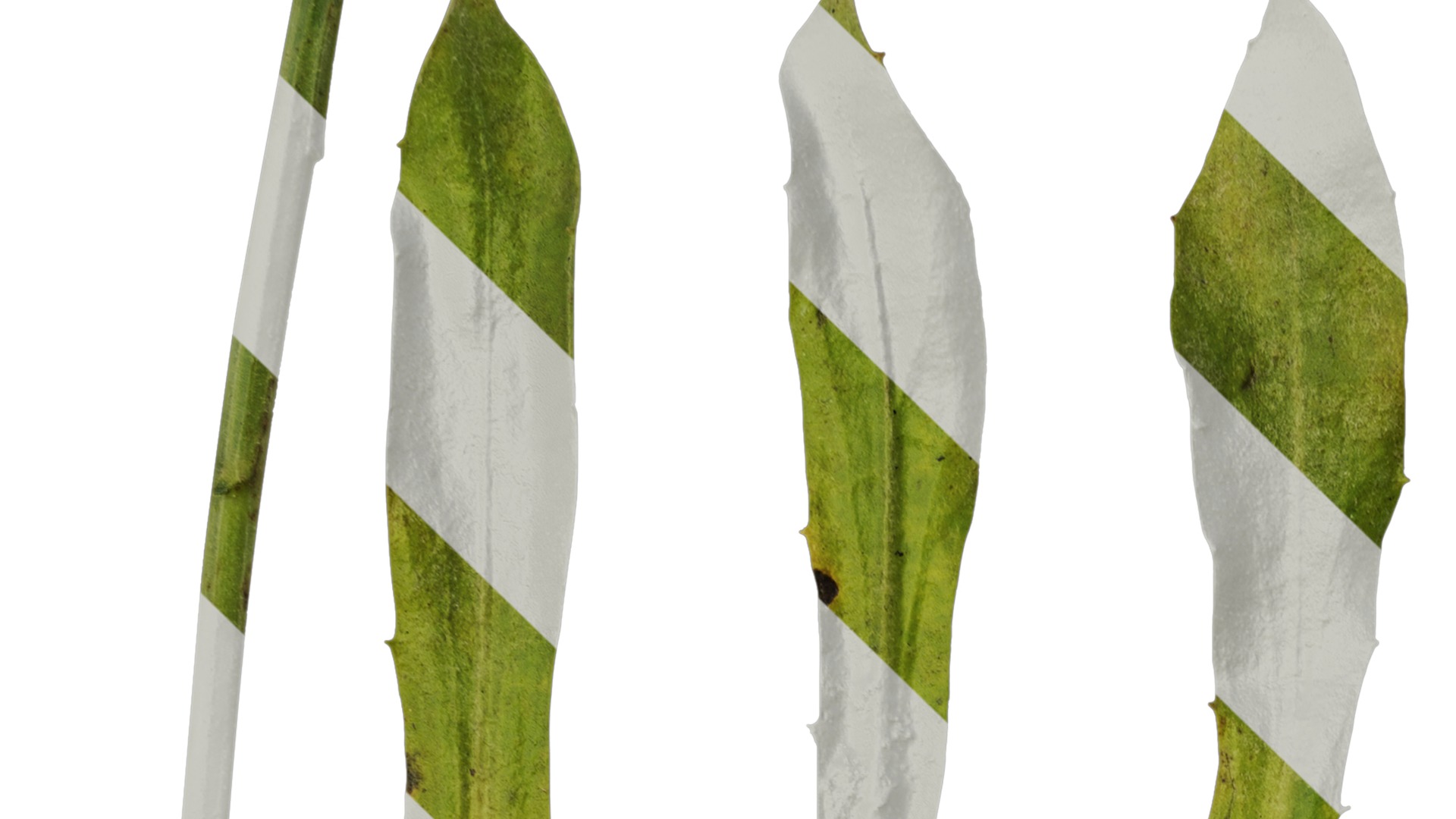 Anydrafts Rudbeckia hirta sahara Atlas 02 Texture_1