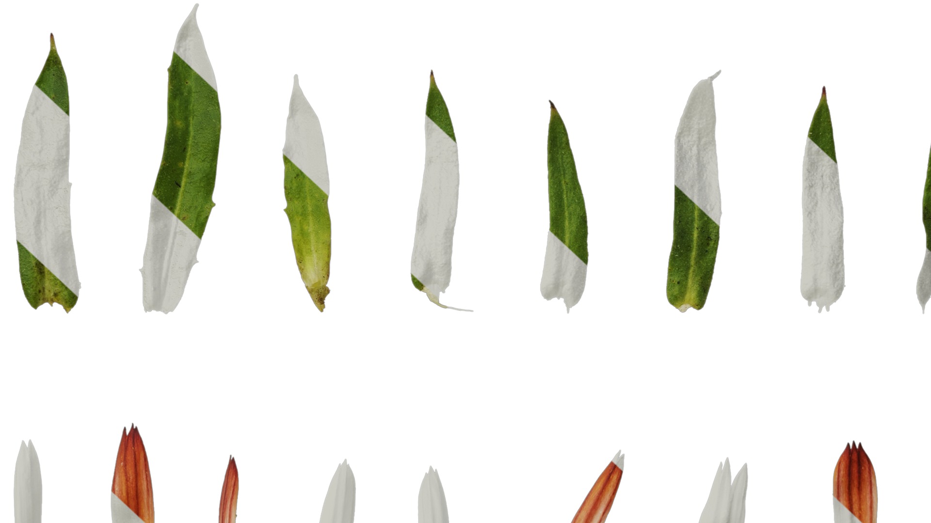 Anydrafts Rudbeckia hirta sahara Atlas 02 Texture_7