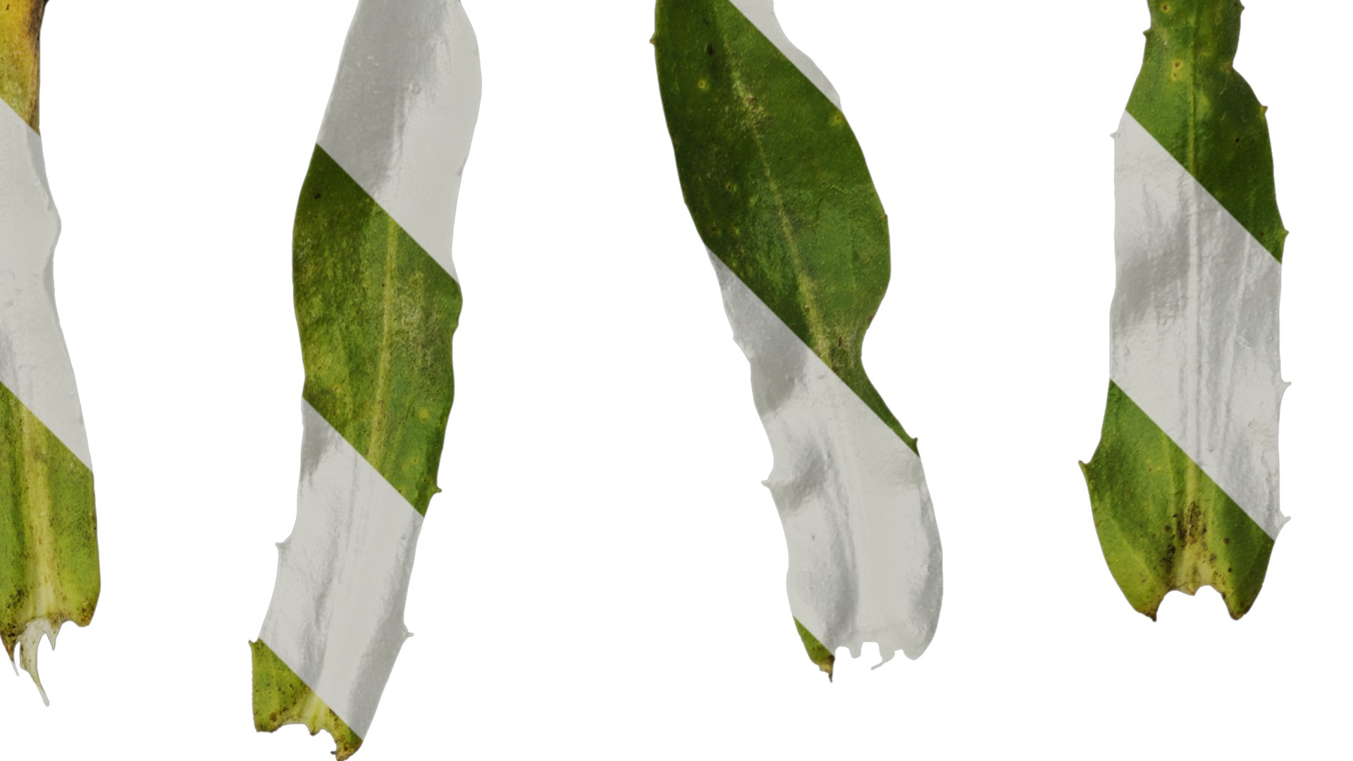 Anydrafts Rudbeckia hirta sahara Atlas 02 Texture_2