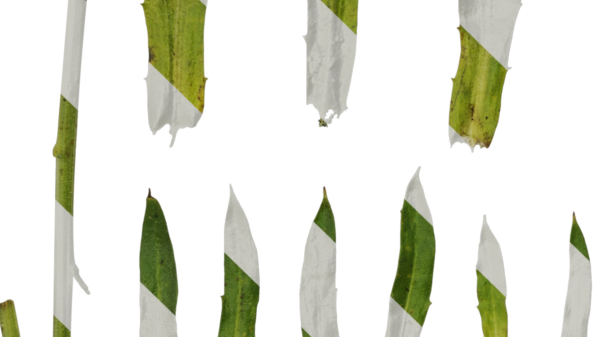 Anydrafts Rudbeckia hirta sahara Atlas 02 Texture_3