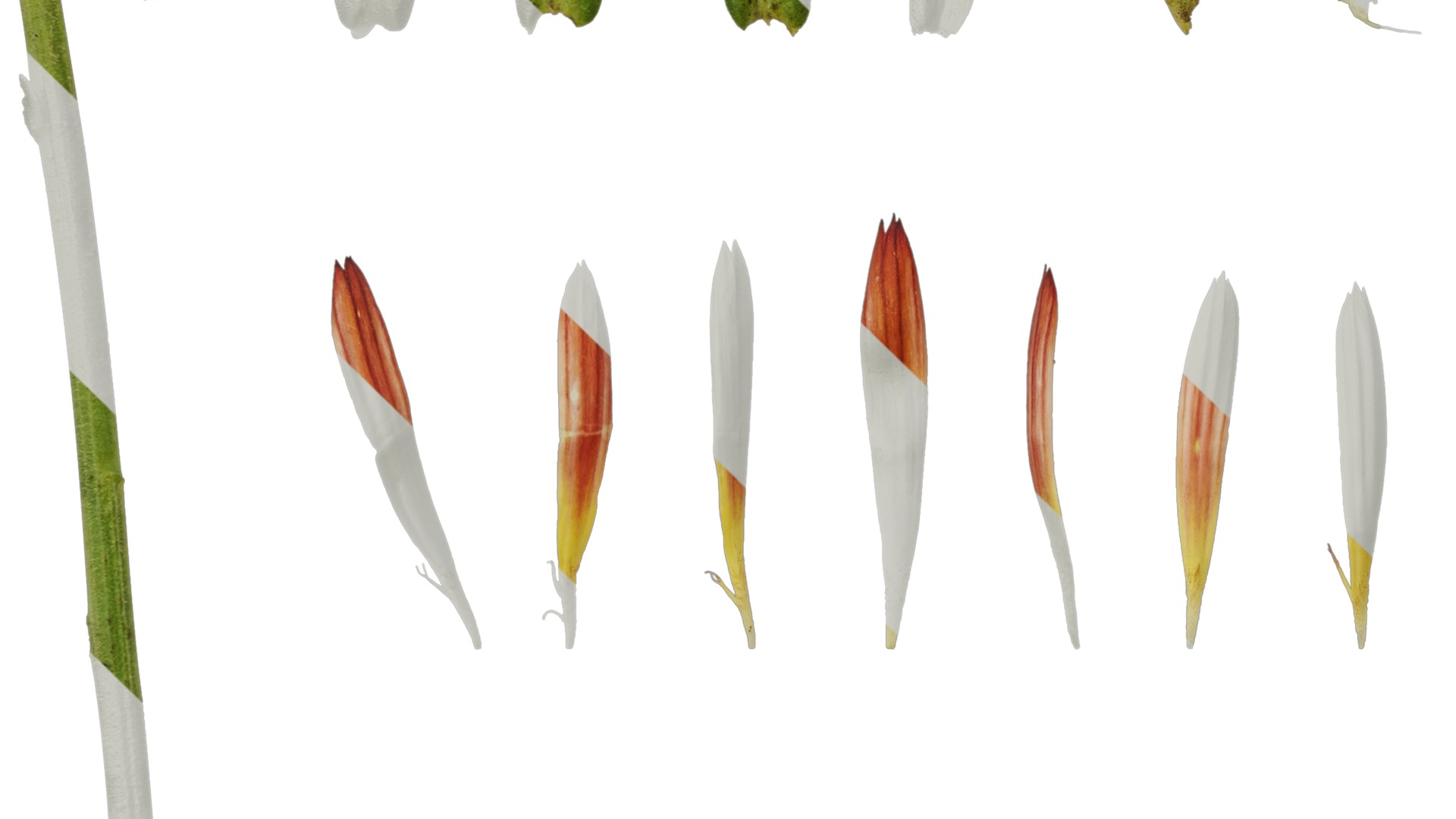 Anydrafts Rudbeckia hirta sahara Atlas 02 Texture_5