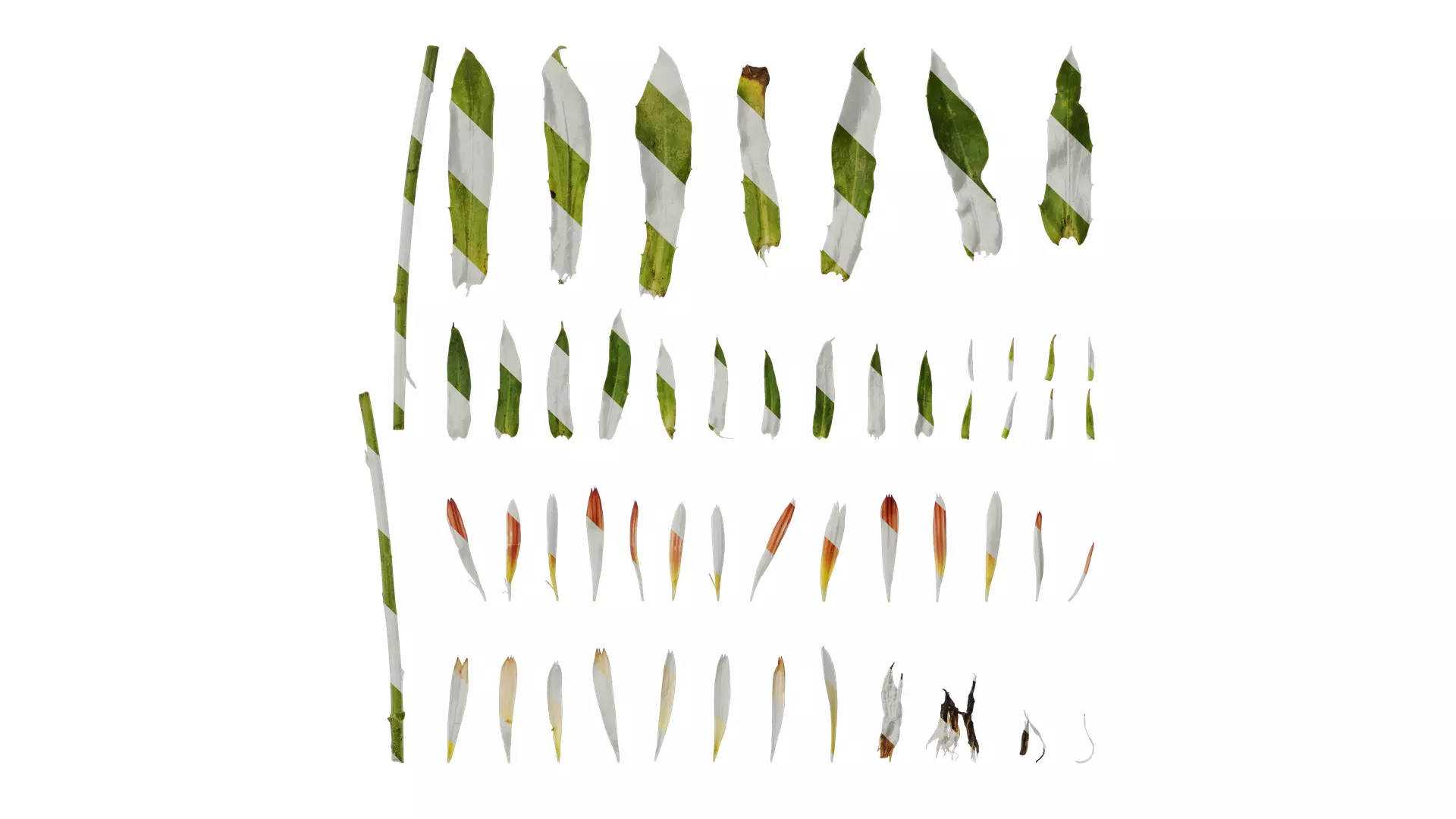 Anydrafts Rudbeckia hirta sahara Atlas 02 Texture_0