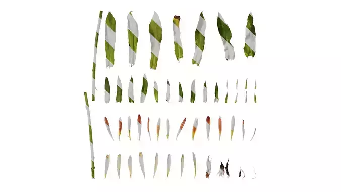 Anydrafts Rudbeckia hirta sahara Atlas 02 Texture Anydrafts Rudbeckia hirta sahara Atlas 02 Texture