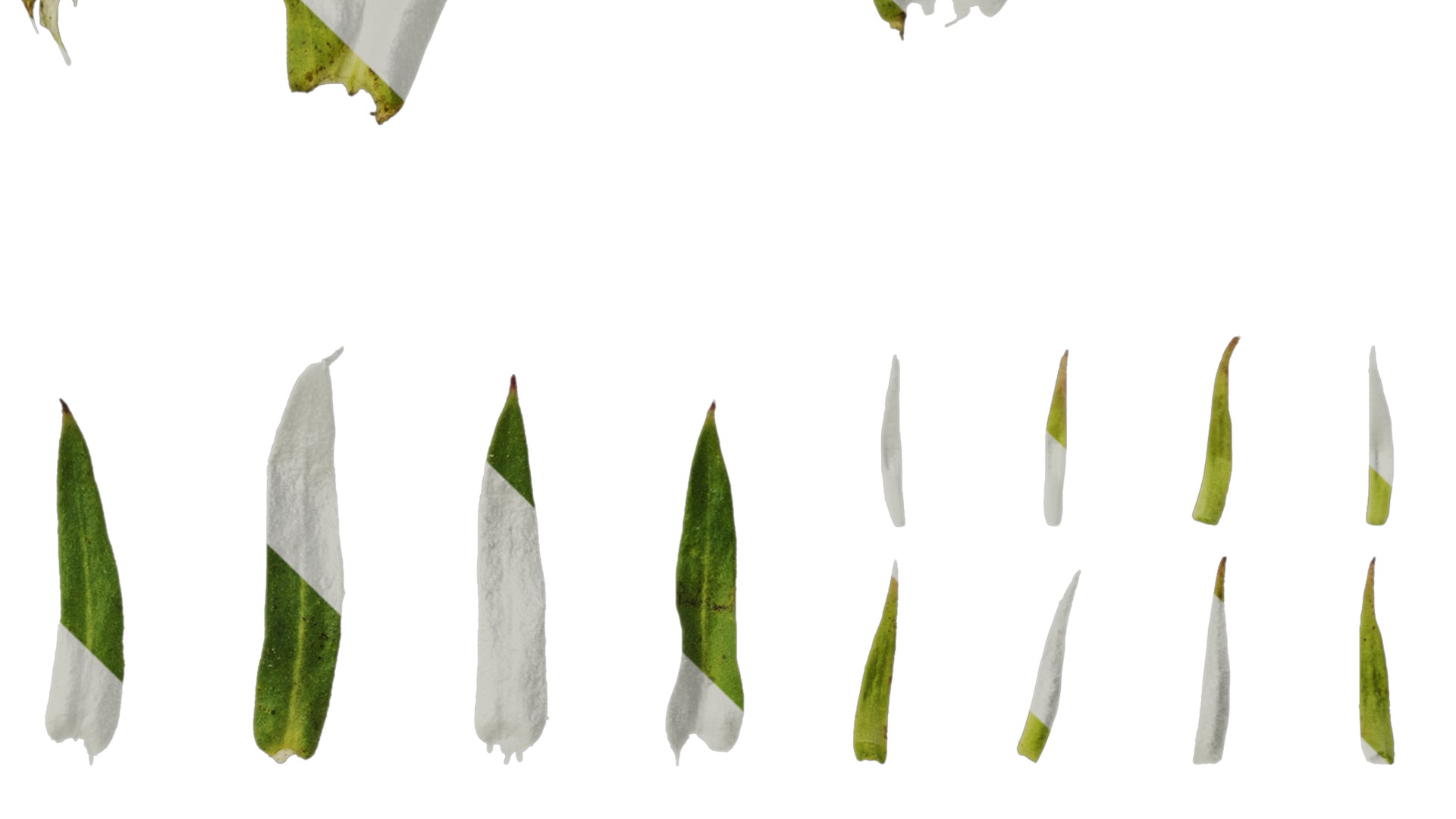 Anydrafts Rudbeckia hirta sahara Atlas 02 Texture_4