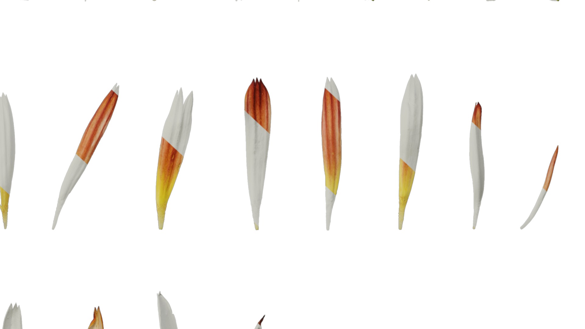 Anydrafts Rudbeckia hirta sahara Atlas 02 Texture_6