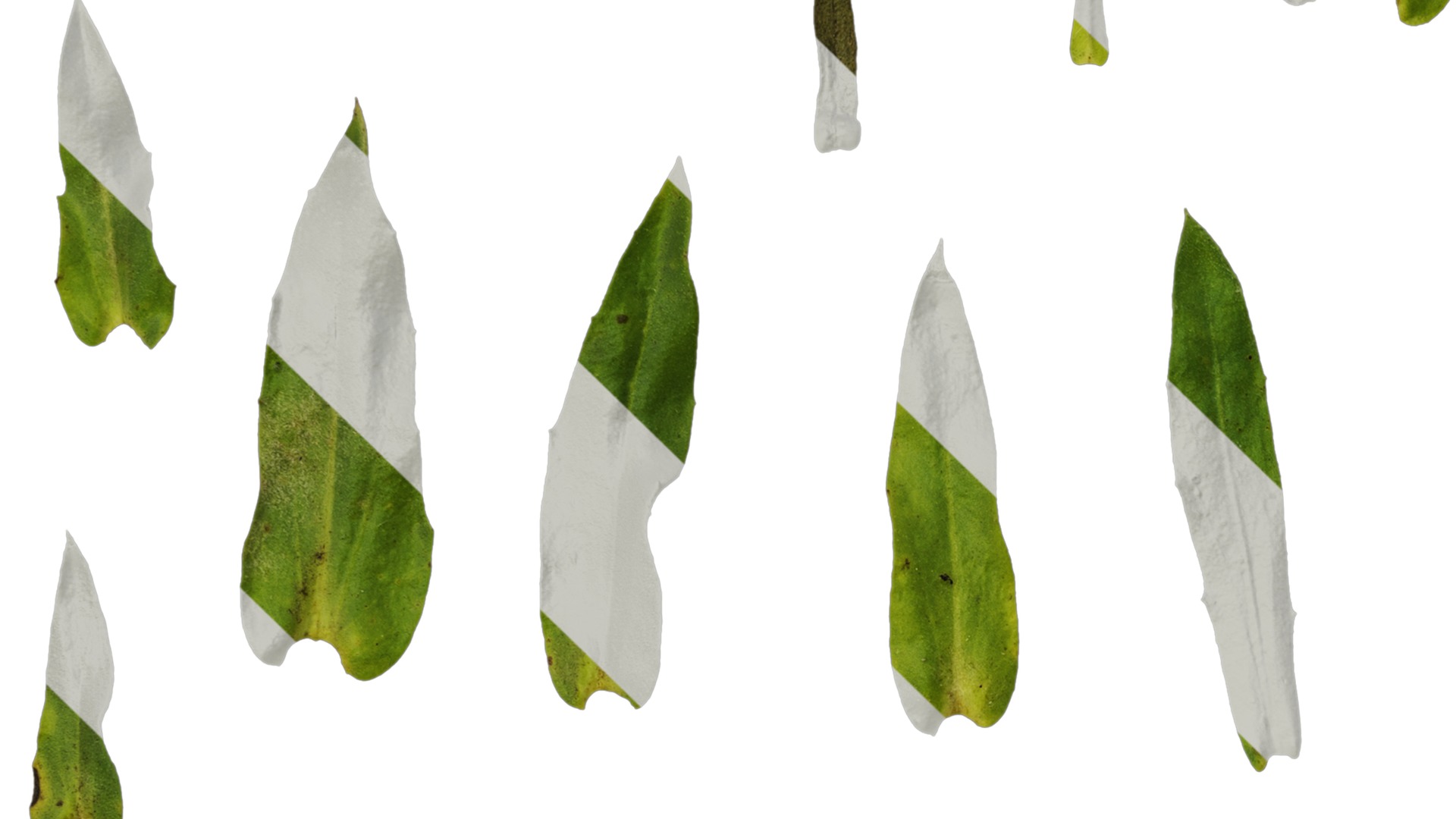 Anydrafts Rudbeckia hirta sahara Leaf 01 Texture_3