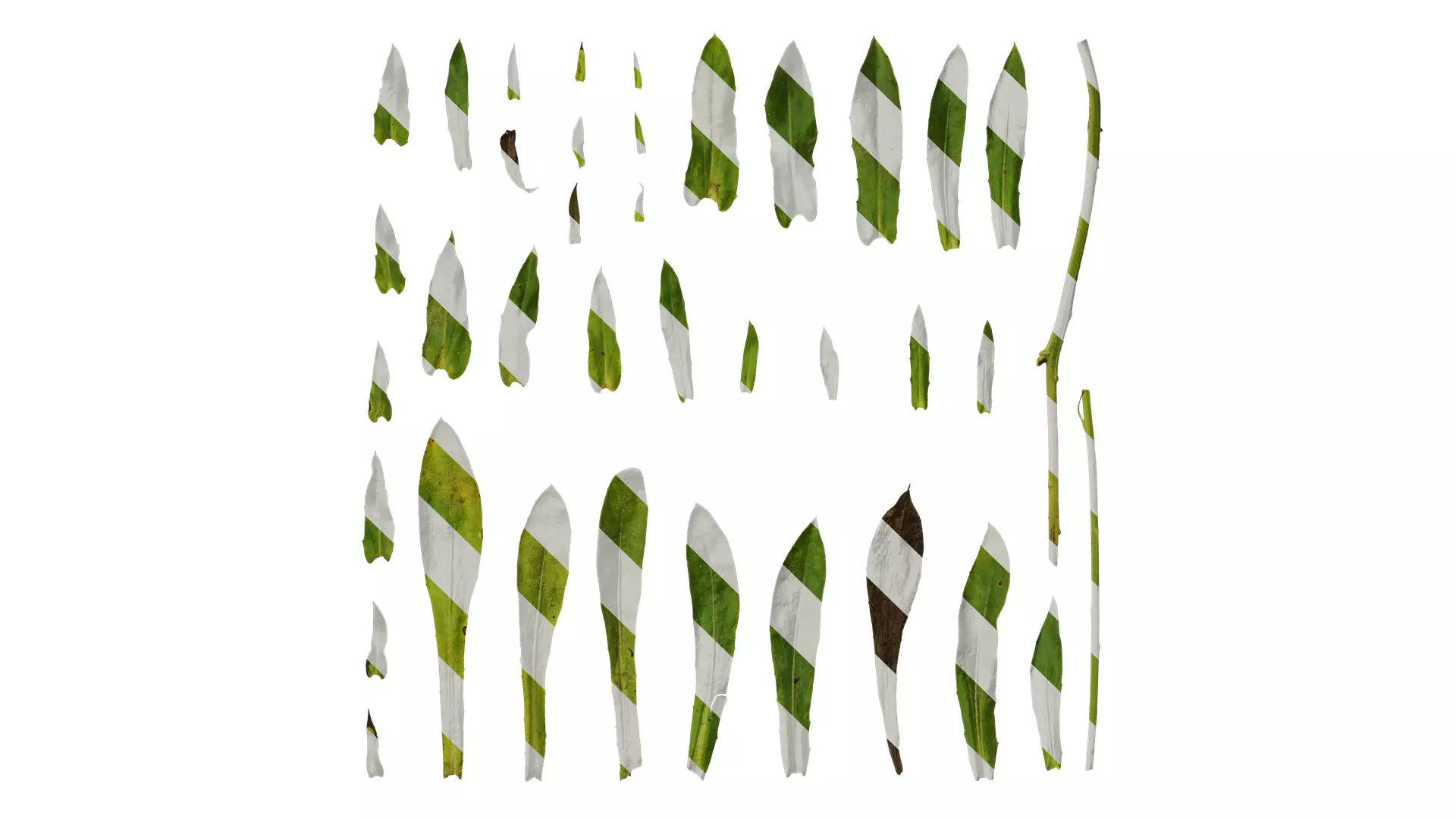 Anydrafts Rudbeckia hirta sahara Leaf 01 Texture_0