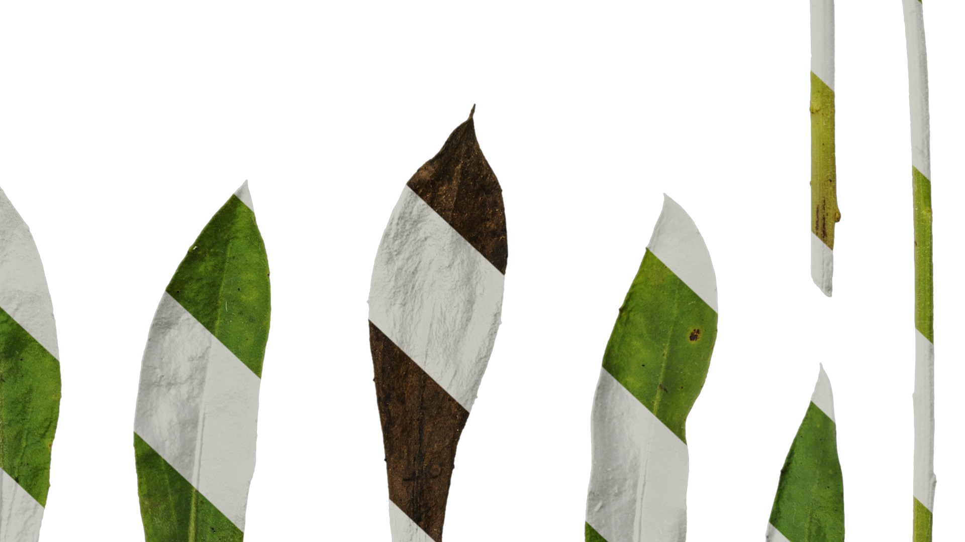 Anydrafts Rudbeckia hirta sahara Leaf 01 Texture_6