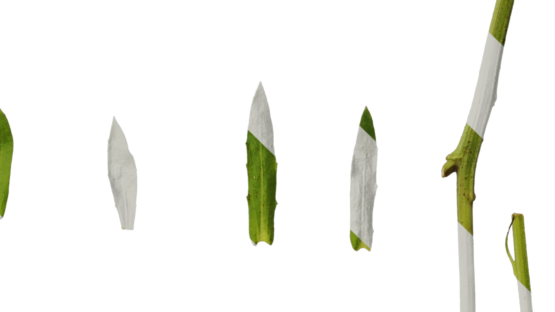 Anydrafts Rudbeckia hirta sahara Leaf 01 Texture_4