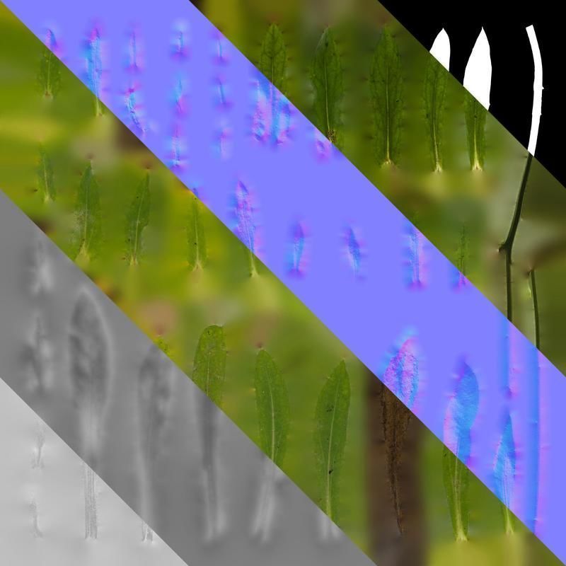 Anydrafts Rudbeckia hirta sahara Leaf 01 Texture_8