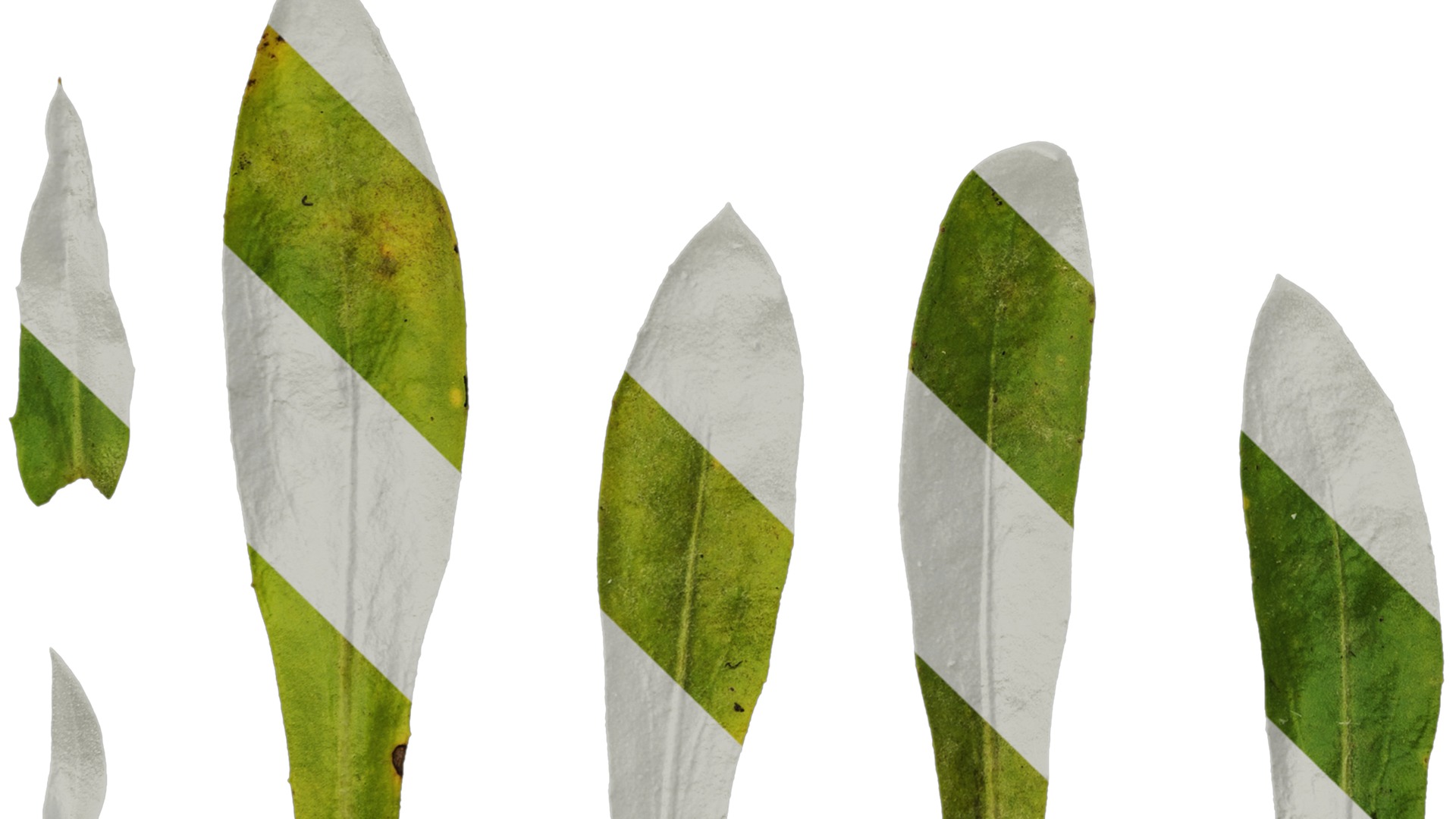 Anydrafts Rudbeckia hirta sahara Leaf 01 Texture_5