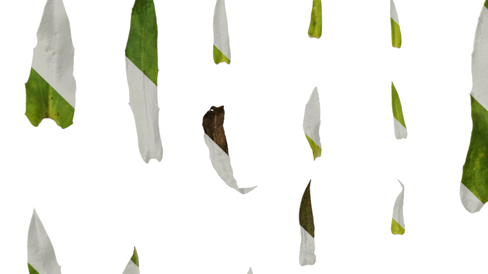 Anydrafts Rudbeckia hirta sahara Leaf 01 Texture_1