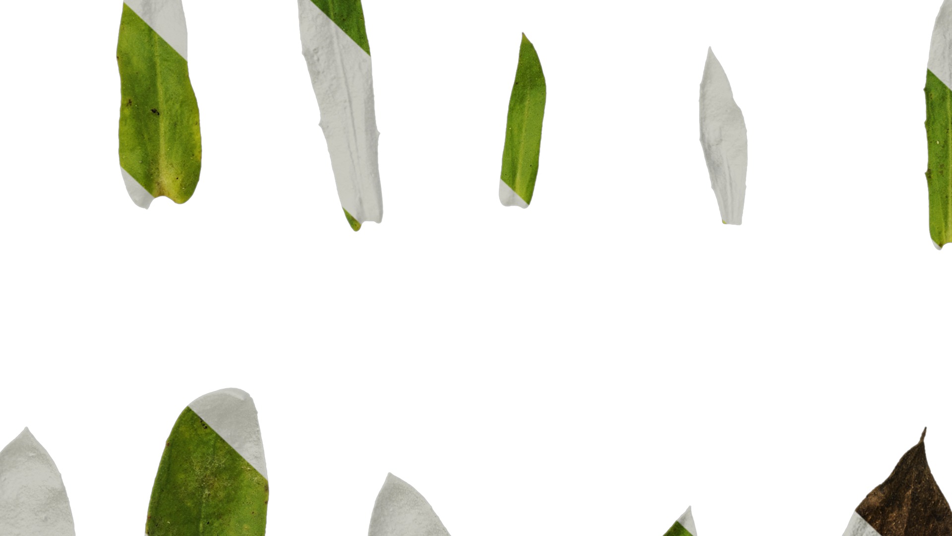 Anydrafts Rudbeckia hirta sahara Leaf 01 Texture_7