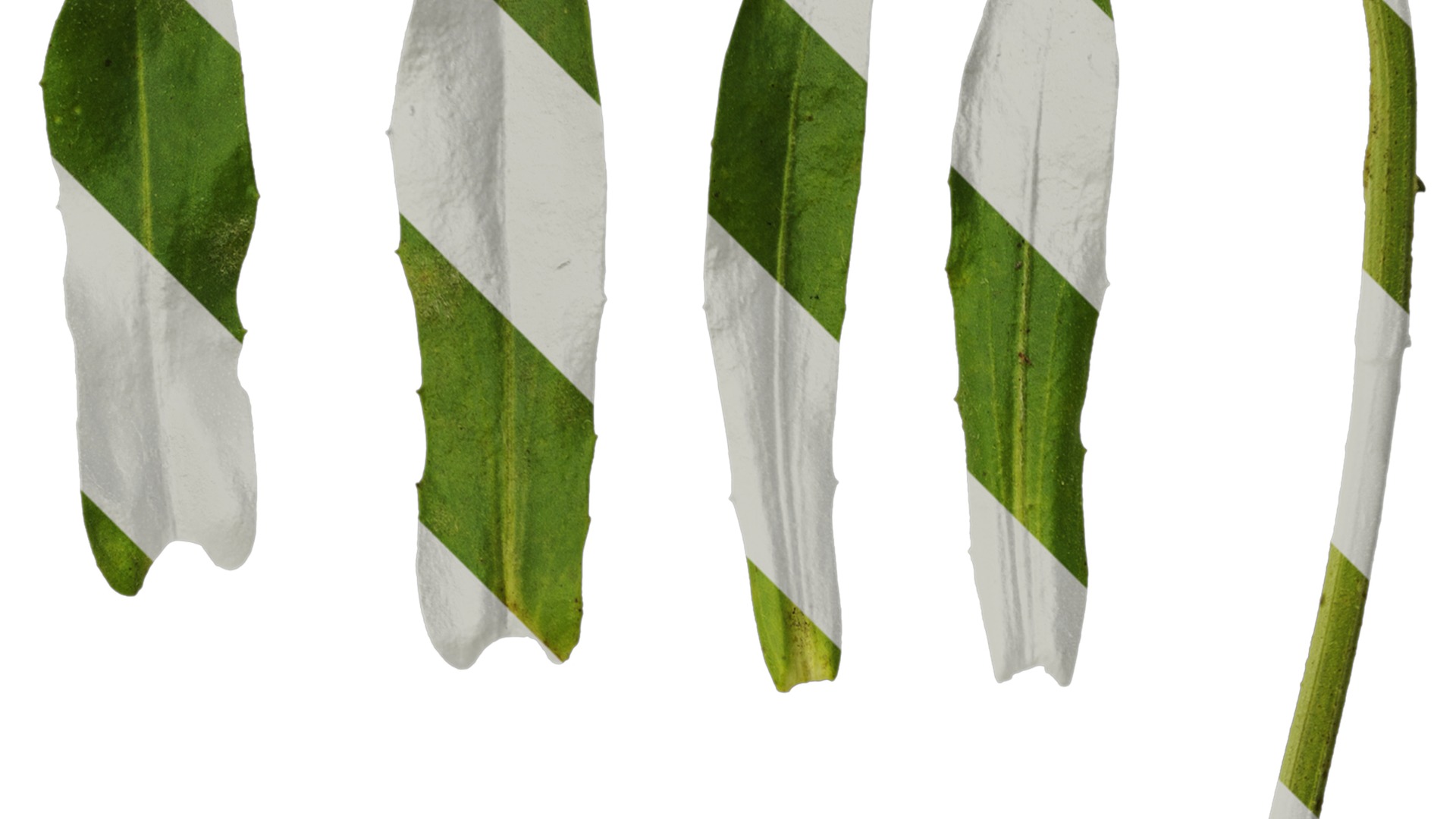 Anydrafts Rudbeckia hirta sahara Leaf 01 Texture_2