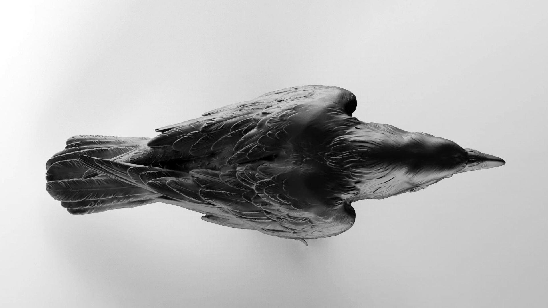 3 Crows 3D Model Collection_9