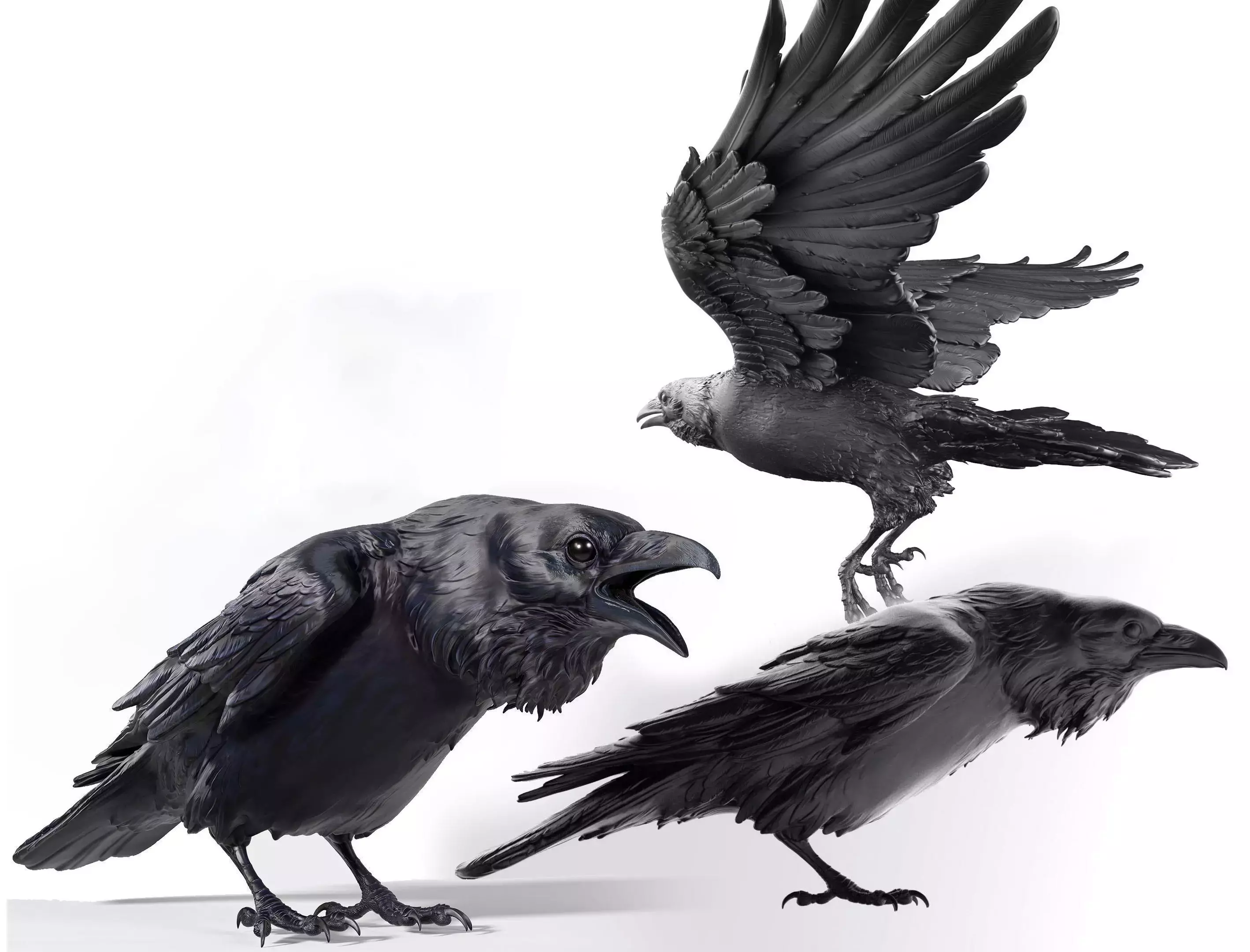 3 Crows 3D Model Collection_0