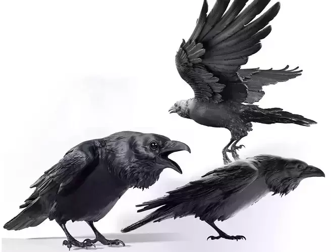 3 Crows 3D Model Collection