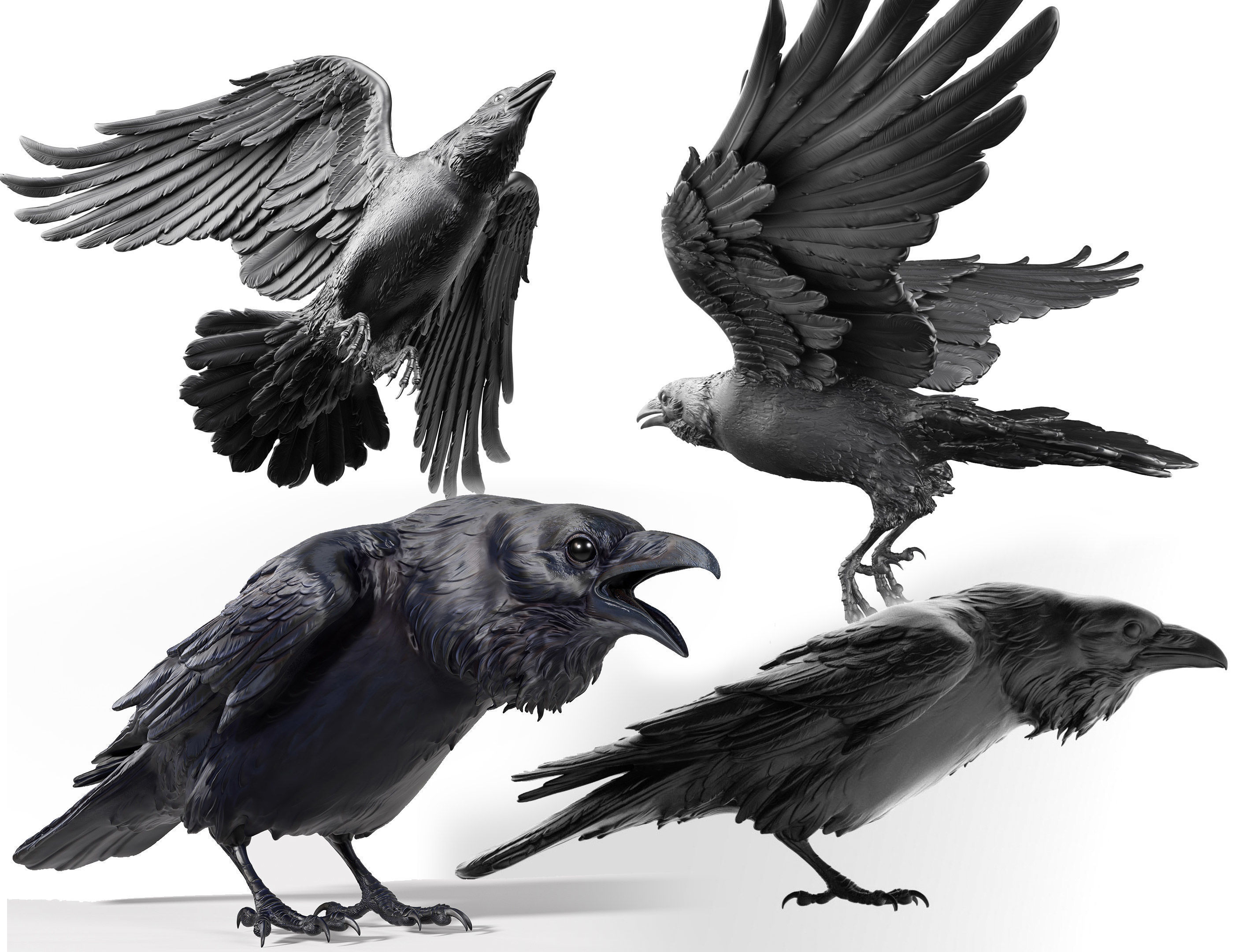 3 Crows 3D Model Collection_0