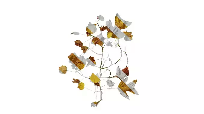 Anydrafts Liriodendron chinense Atlas 05