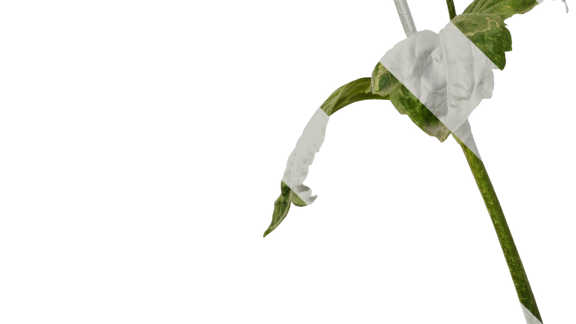 Anydrafts Rudbeckia laciniata Atlas 02 Texture_5