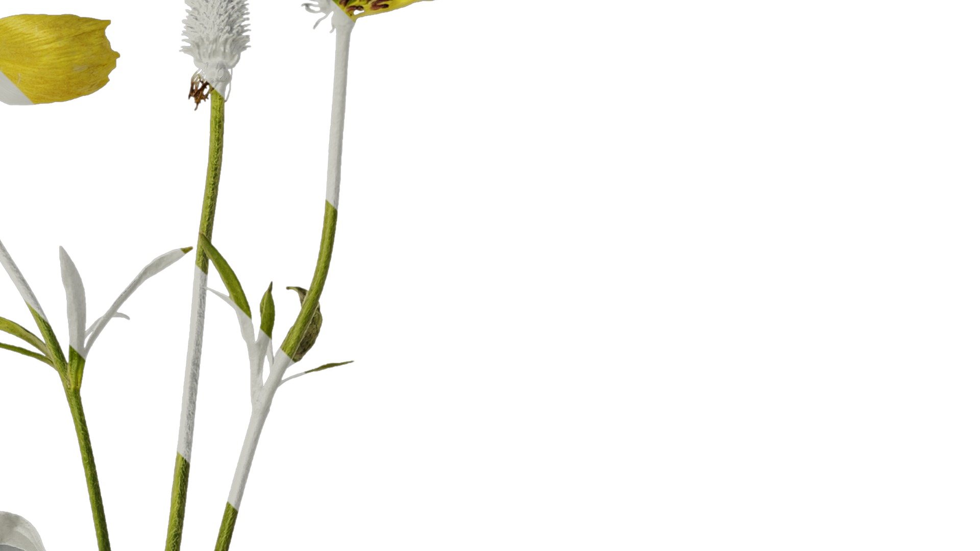 Anydrafts Rudbeckia laciniata Atlas 02 Texture_2