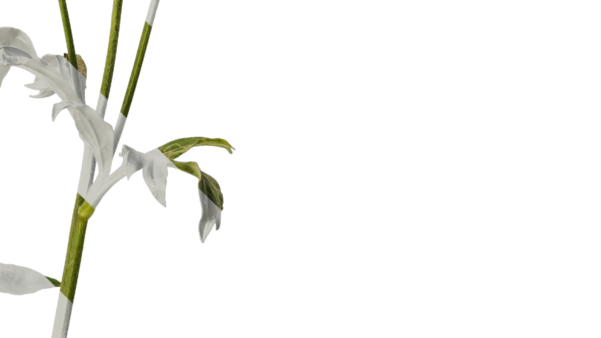 Anydrafts Rudbeckia laciniata Atlas 02 Texture_4