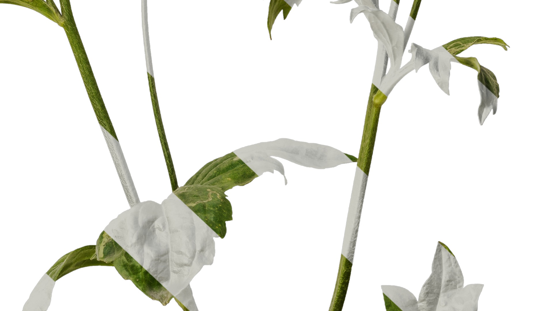 Anydrafts Rudbeckia laciniata Atlas 02 Texture_7