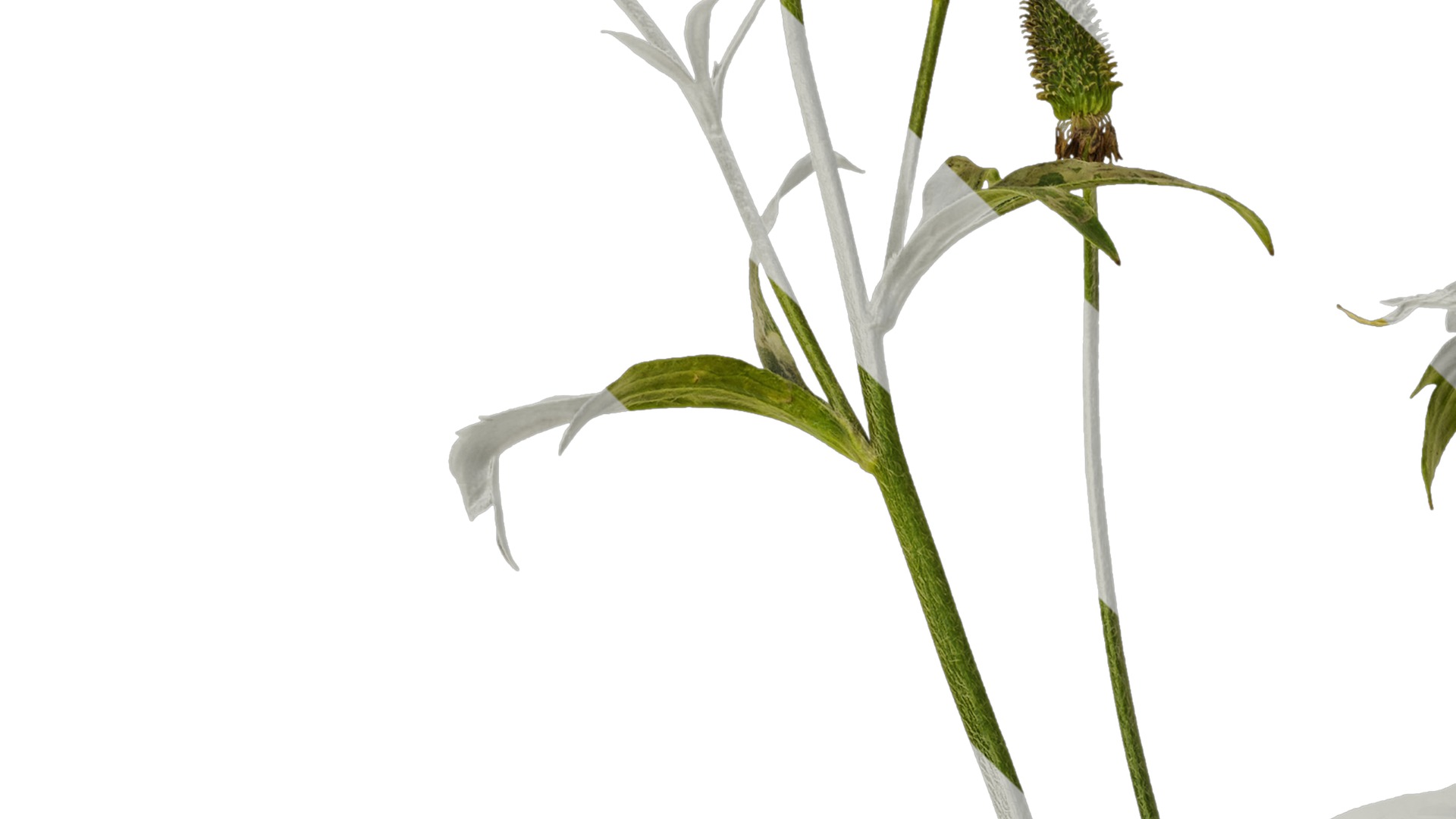 Anydrafts Rudbeckia laciniata Atlas 02 Texture_3