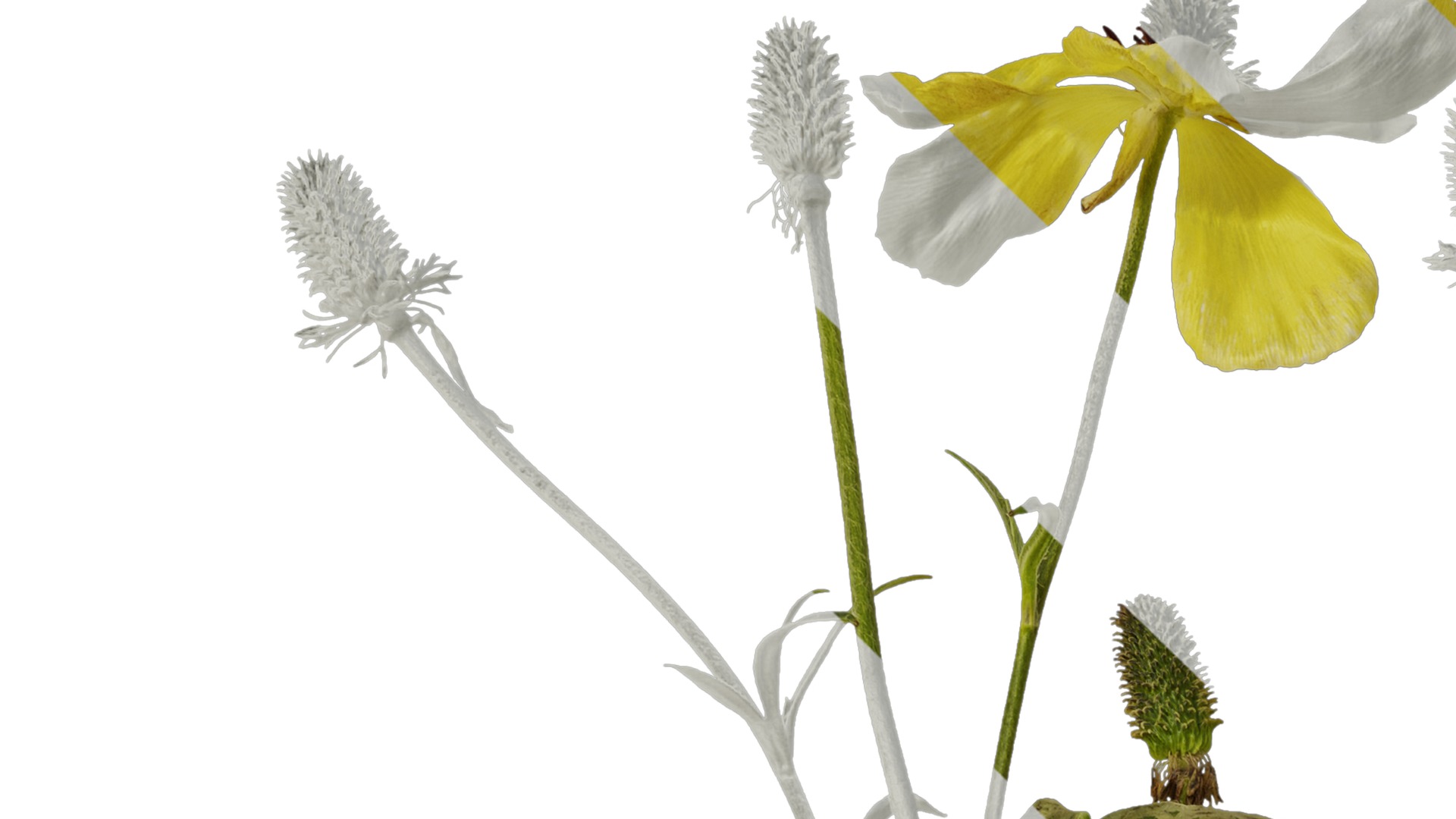 Anydrafts Rudbeckia laciniata Atlas 02 Texture_1