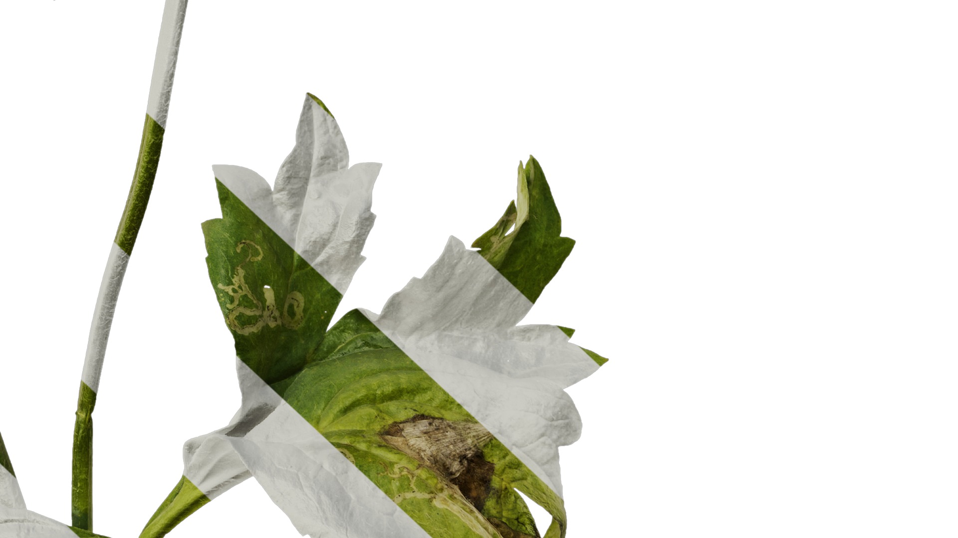 Anydrafts Rudbeckia laciniata Atlas 02 Texture_6