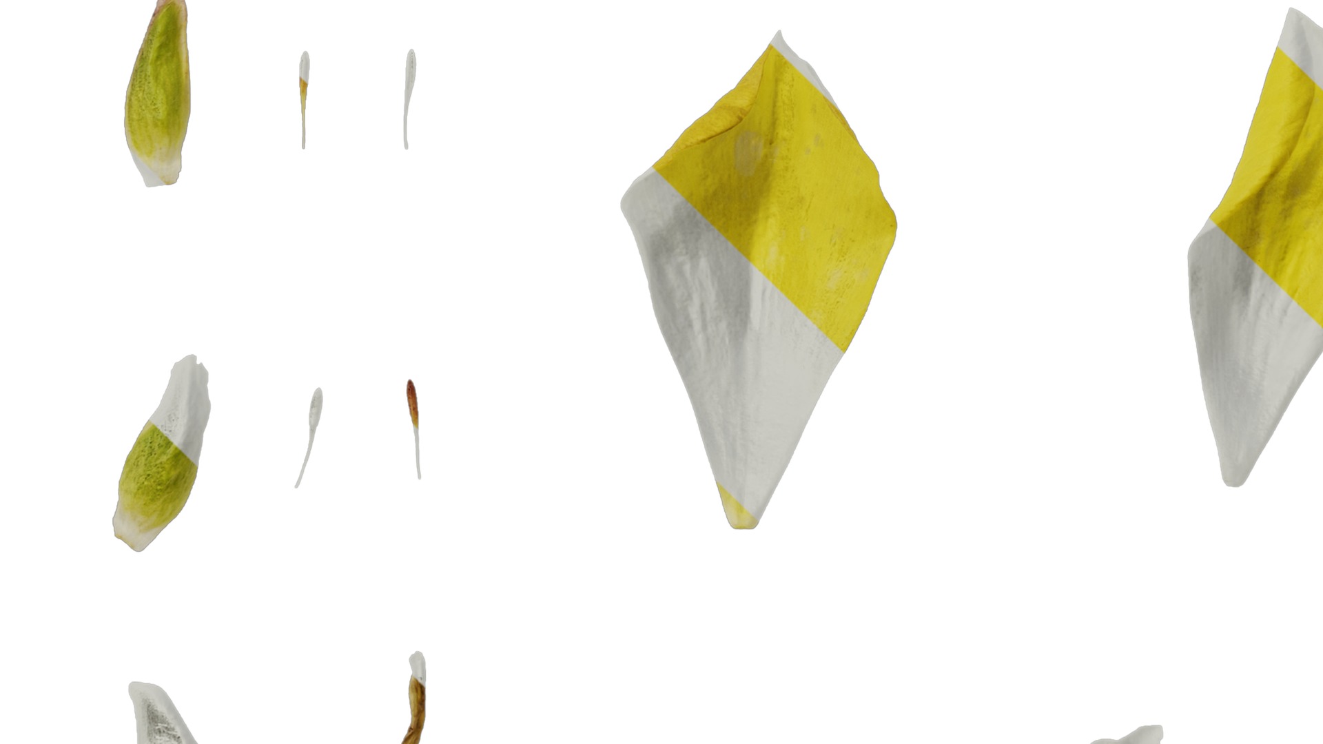 Anydrafts Rudbeckia laciniata Flower 03 Texture_5