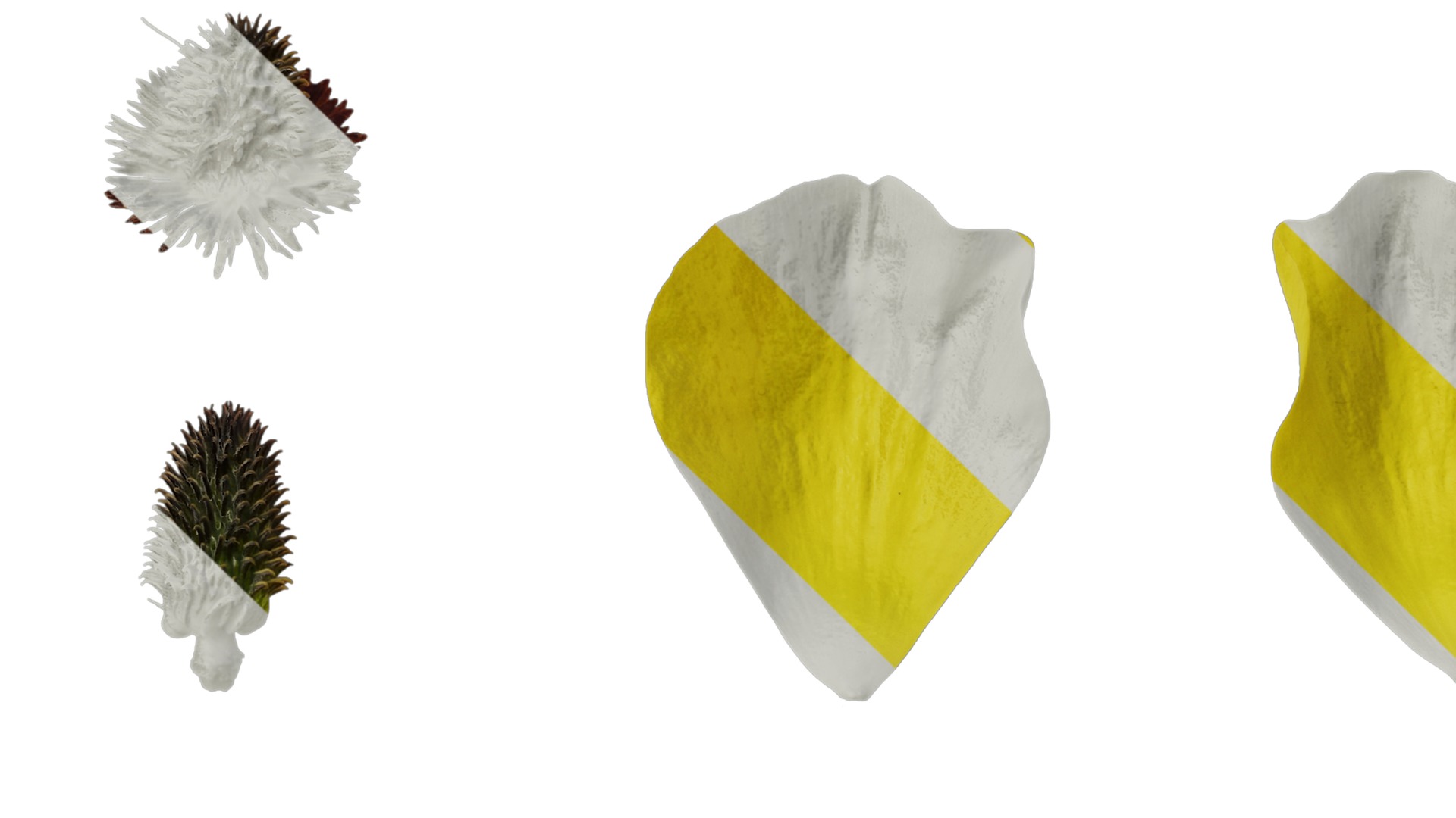 Anydrafts Rudbeckia laciniata Flower 03 Texture_3