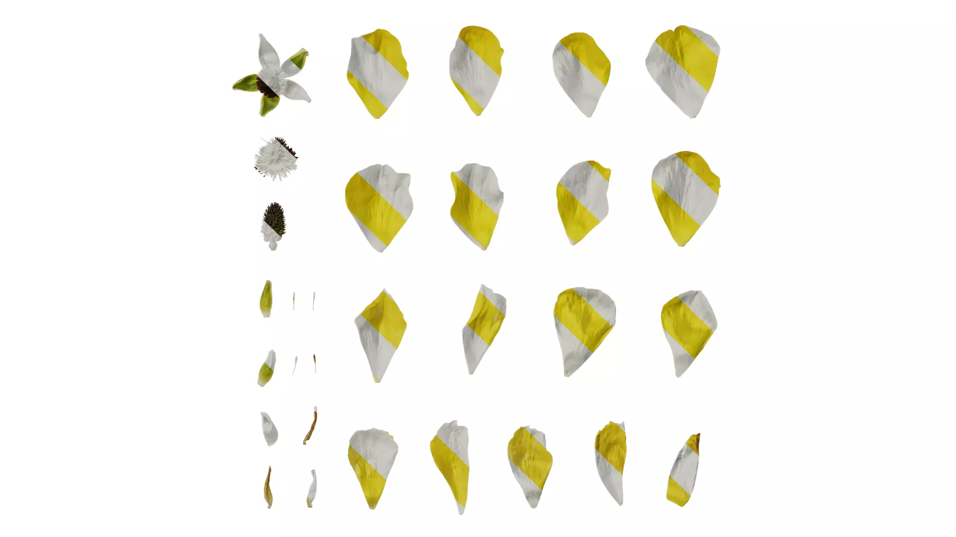 Anydrafts Rudbeckia laciniata Flower 03 Texture_0