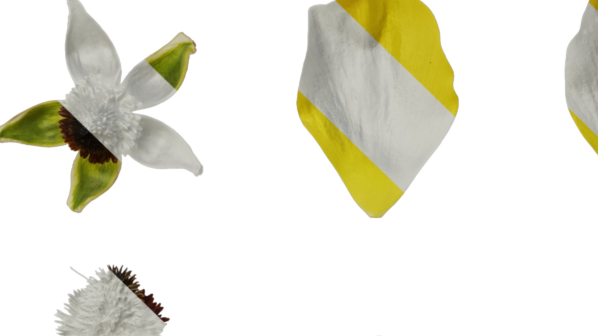 Anydrafts Rudbeckia laciniata Flower 03 Texture_1