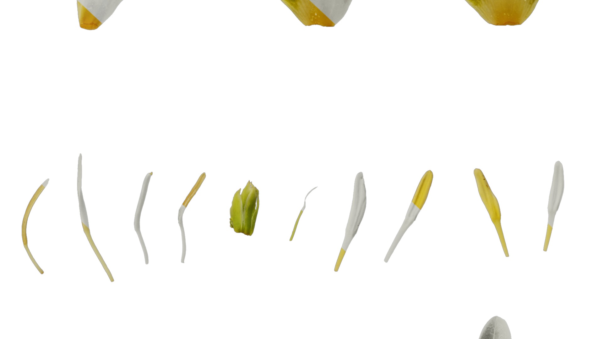 Anydrafts Liriodendron chinense Flower 02 Texture_7