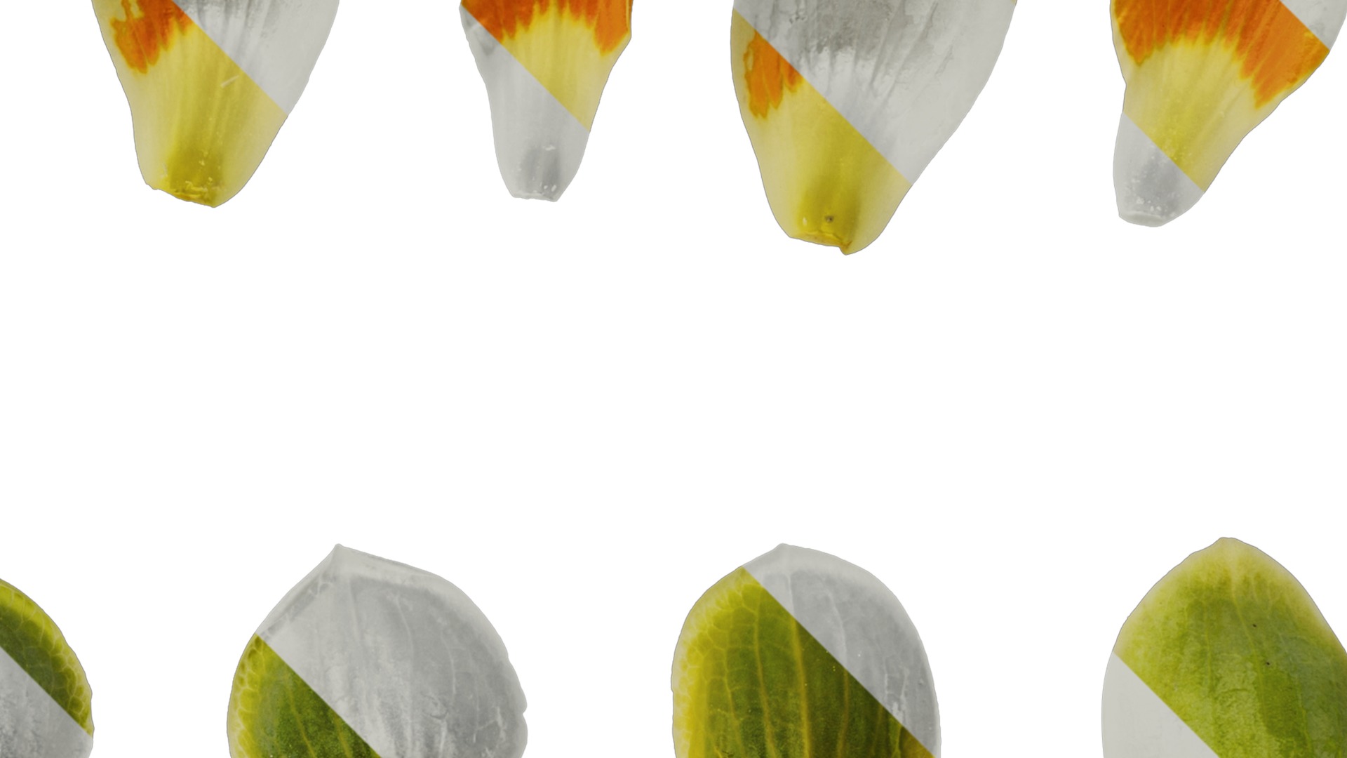 Anydrafts Liriodendron chinense Flower 02 Texture_2