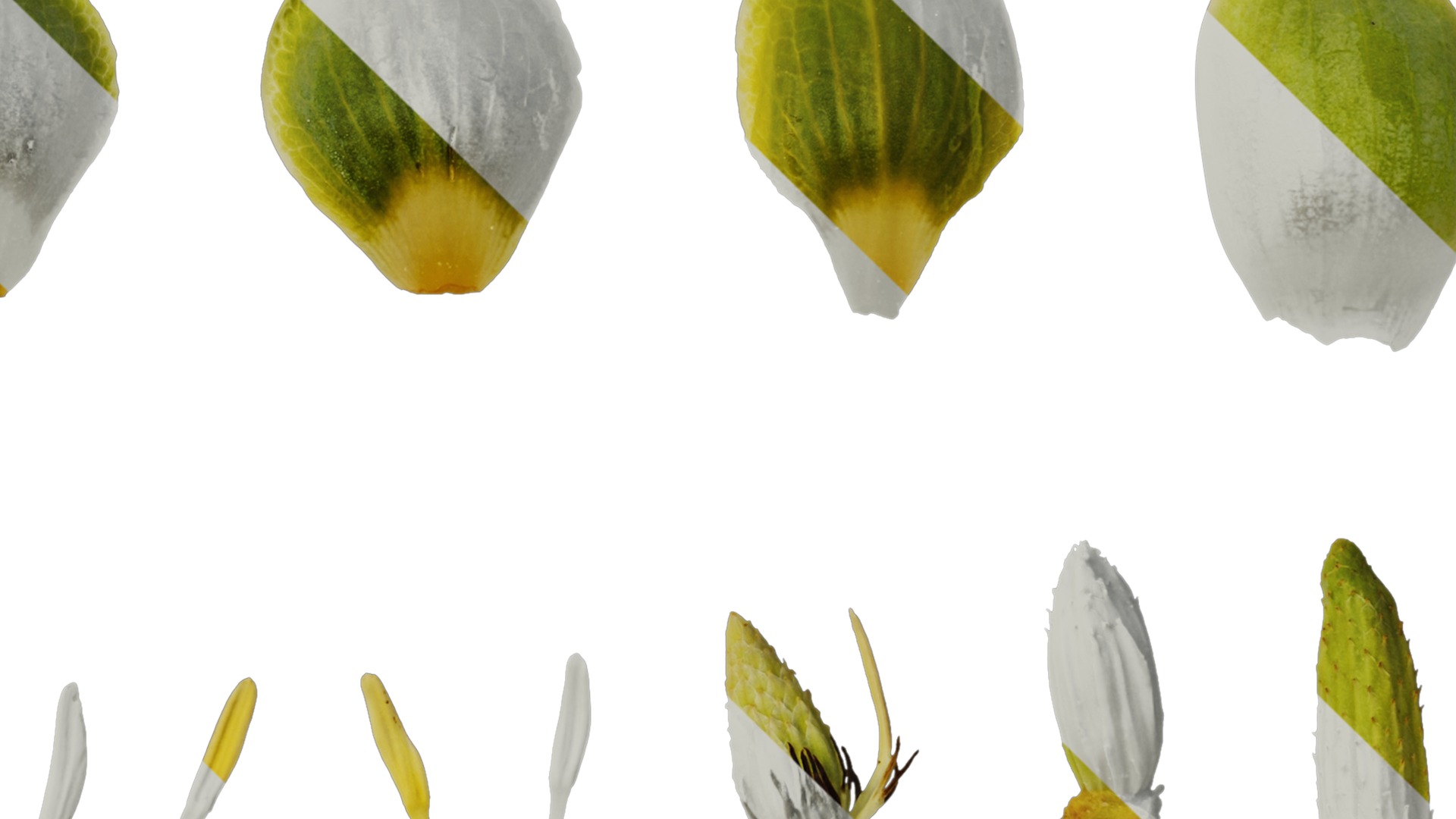 Anydrafts Liriodendron chinense Flower 02 Texture_4