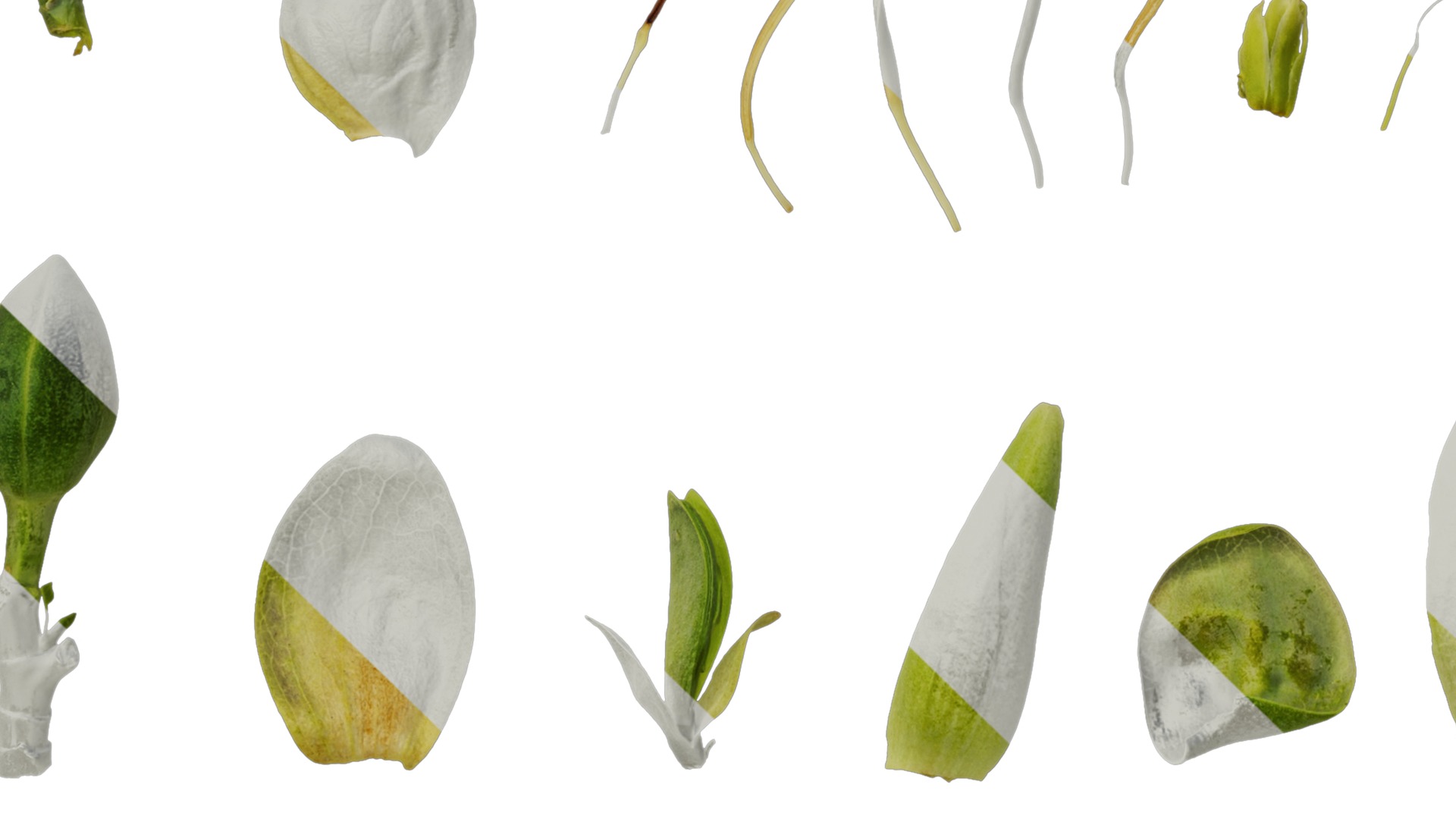 Anydrafts Liriodendron chinense Flower 02 Texture_5