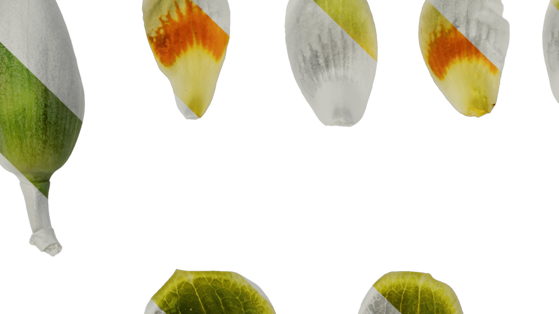 Anydrafts Liriodendron chinense Flower 02 Texture_1