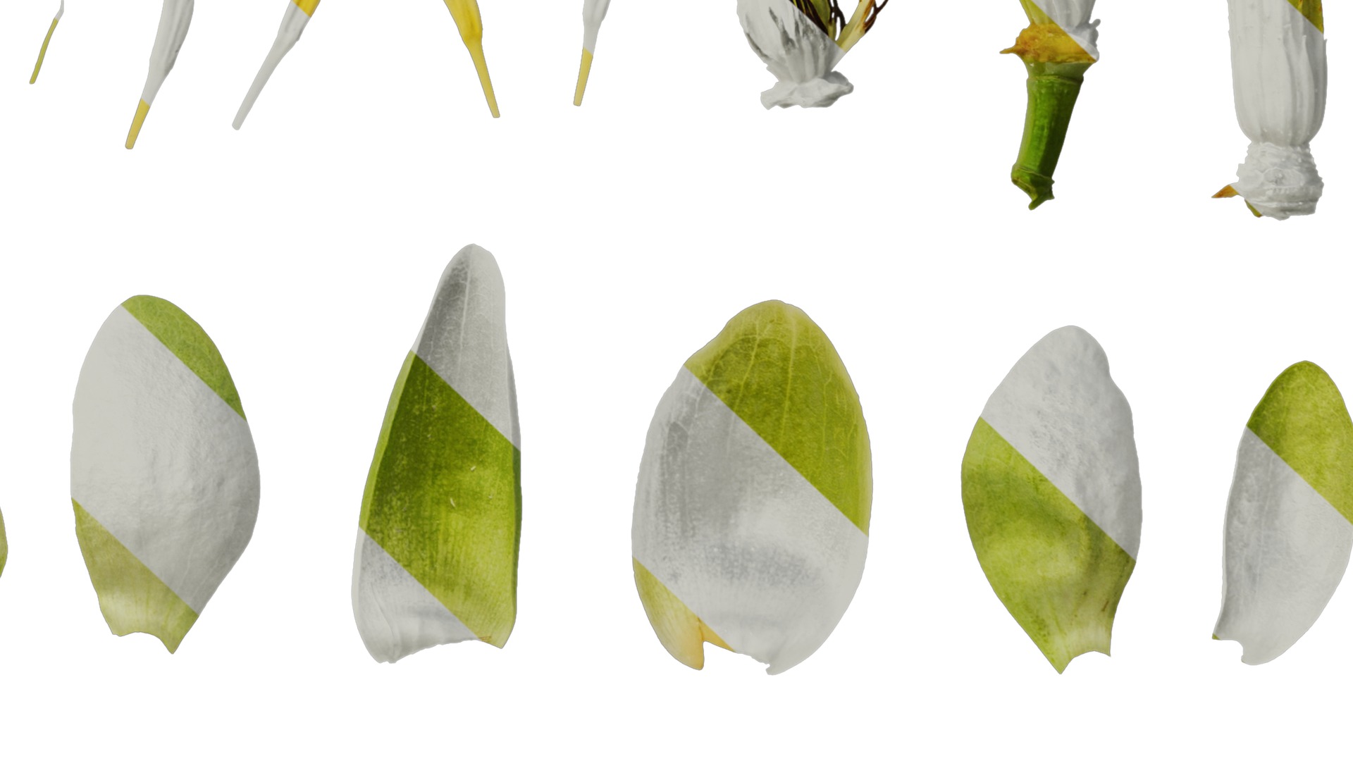 Anydrafts Liriodendron chinense Flower 02 Texture_6