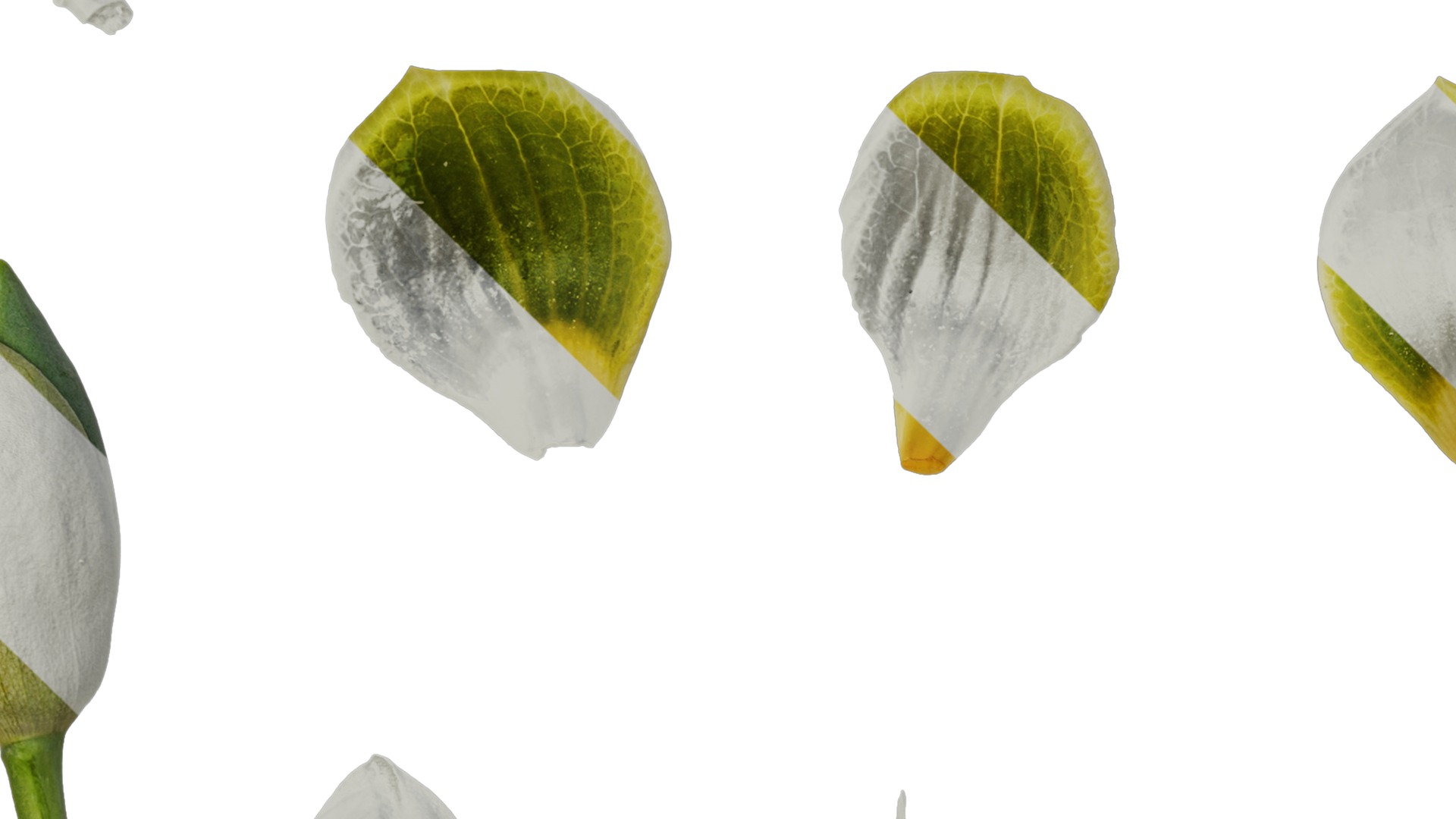 Anydrafts Liriodendron chinense Flower 02 Texture_3