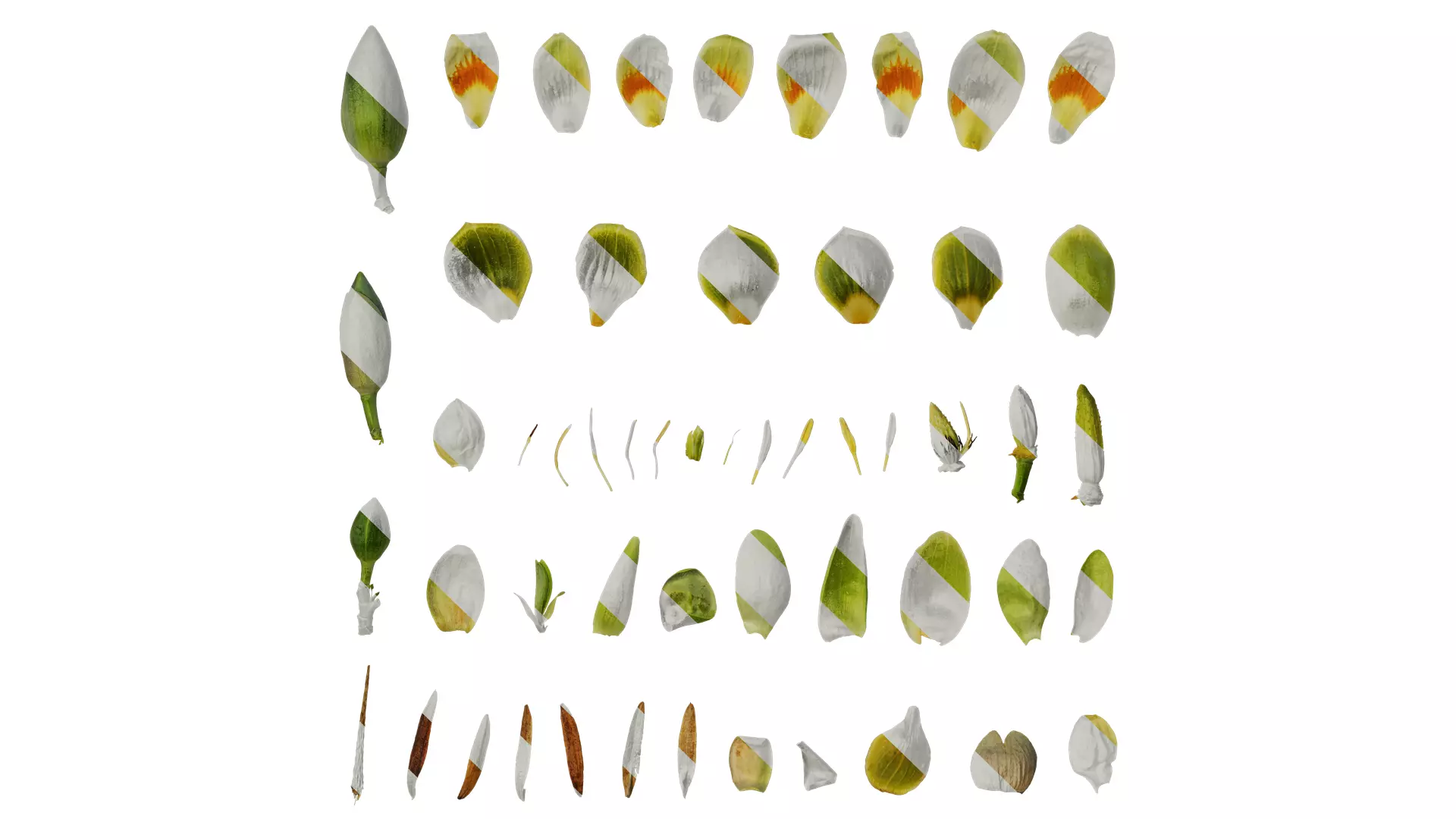 Anydrafts Liriodendron chinense Flower 02 Texture_0