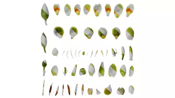 Anydrafts Liriodendron chinense Flower 02